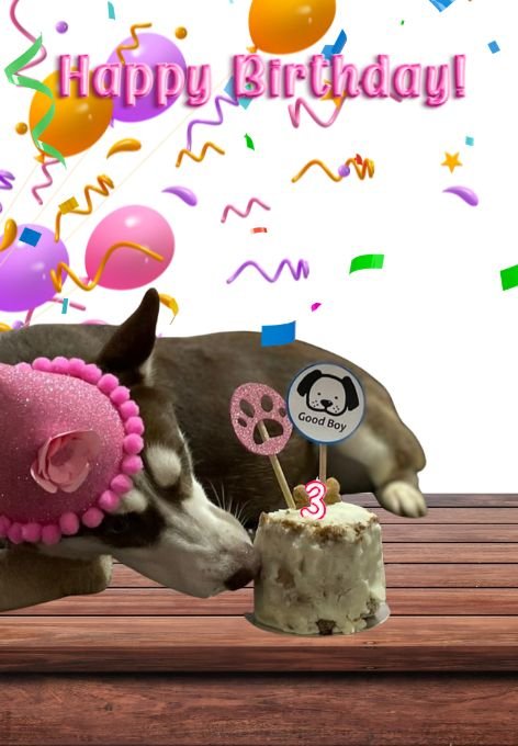 Celebrando cumpleaños de perro2