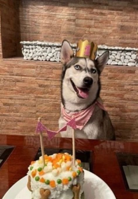 celebrando cumpleaños de perro3